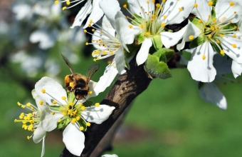 bee-1334386_1920