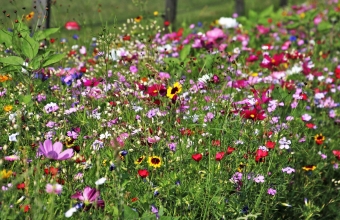 wild-flowers-3526829_1920