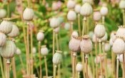 poppy-1540284_1920