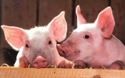 pigs-1507208_1280