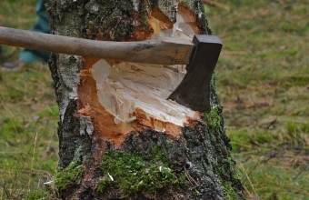 cut-tree-1716671_960_720