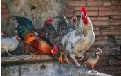 poultry-4745997_1920