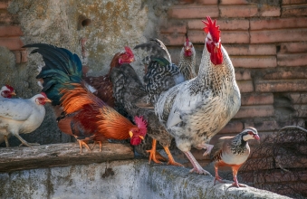 poultry-4745997_1920