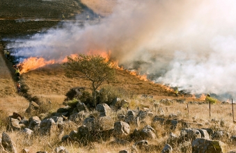 grass-fire-807388_1920