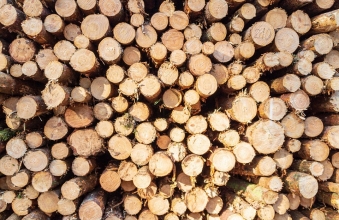 klody drewna ulozone w stos