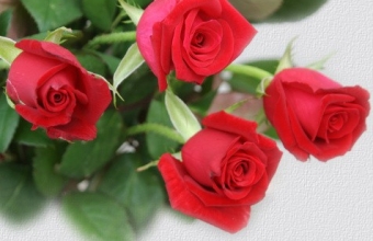 kwiaty- dzien kobiet 2014r