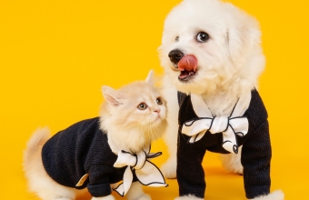 pies i kot w czarnych ubrankach z biala kokarda na zoltym tle - autor jellypet