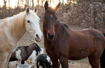 dwa konie na pierwszym planie w tle koza-autor stahld