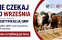 Baner QMP certyfikacja