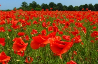 052509a7b36a3b4b46d4c7ef4a0ad960